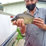 양평그린낚시터 유료낚시터 > 방류사진 및 조과 : 낚시사랑