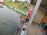 대석낚시터 유료낚시터 > 주중스케치 (조황 굿) : 낚시사랑