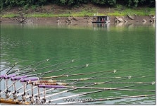 늘푸른낚시터 유료낚시터 > 충주호 늘푸른 주중 조황소식 : 낚시사랑