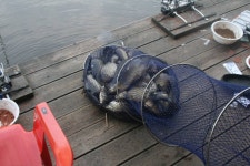 개나리낚시공원 유료낚시터 > 2021년 6월 3째주 주말조황 : 낚시사랑