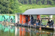 고담낚시터 유료낚시터 > 붕어 1600마리 조황 : 낚시사랑