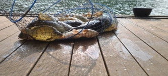 힐링수곡낚시터 7월첫날 수,목 조황 및 오늘 붕어방류 완료 - 조황센터 | 피쉬앤피플 힐링수곡낚시터 7월첫날 수,목 조황 및 오늘 붕어방류 완료