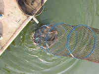 삼하낚시터 유료낚시터 > ## (삼하) 장어방류 합니다.. ## : 낚시사랑