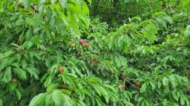 즐거운복상골 유료낚시터 > 7월의 시작~~~ : 낚시사랑