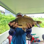 양평그린낚시터 유료낚시터 > 입어료3만원에 자연지같은 느낌 신품종 붕어 방류 붕어 방류 사진 참고하세여 설명있음 : 낚시사랑