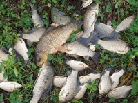 성호낚시터 유료낚시터 > 와이리 좋노 이천성호낚시터 5(월) 조황정보 : 낚시사랑