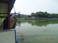 오빈낚시터 유료낚시터 > **** 주중조황 및 방류안내 **** : 낚시사랑