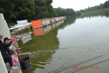 고담낚시터 유료낚시터 > 상류 8번좌대 붕어100수 성공 : 낚시사랑