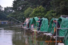 고담낚시터 유료낚시터 > 상류 8번좌대 붕어100수 성공 : 낚시사랑