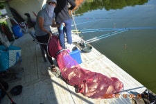 고담낚시터 유료낚시터 > 신의손이 나타났다 : 낚시사랑