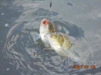 관리낚시터 유료낚시터 > 도심속의 작은쉼터 화성 관리낚시터 : 낚시사랑