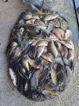 마전낚시공원 유료낚시터 > 폭염에도 대박 조황!! : 낚시사랑