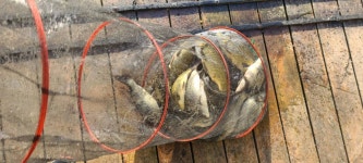 양평수곡낚시터 유료낚시터 > 여름휴가철 피서 양평 수곡낚시터 7월넷째주 수,목 주중반 조황도 괜찬습니다 : 낚시사랑