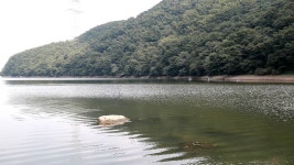 유정낚시터 유료낚시터 > 2021 / 07 / 30 유정낚시터 : 낚시사랑