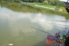 고담낚시터 유료낚시터 > 나타났다 : 낚시사랑