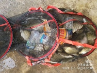 고초골낚시터 유료낚시터 > 고초골 주말조황 및 어자원방류상황 : 낚시사랑