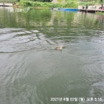 양평그린낚시터 유료낚시터 > 2주간의 이벤트 이번주 까지 7월12일부터 방문하시는 조사님 KF94마스크 1장씩 지급합니다 입어료요금은 종전3..