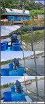 죽산지기 유료낚시터 > 아산죽산지8/4일 화요일 조황 방류 입니다 : 낚시사랑