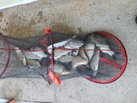 남전지기 유료낚시터 > 휴장 후 밤낚시 대박!! : 낚시사랑