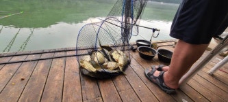 양평수곡낚시터 유료낚시터 > 여름휴가 힐링 수곡낚시터 펜션오픈 안내, 8월첫주 수,목 주중반 조황도 꾸준합니다 오늘도 붕어방류 : 낚시사랑