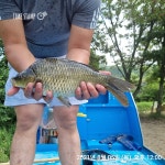 양평그린낚시터 유료낚시터 > 이벤트 진행중 아래글 참고하세요 7월12일부터 방문하시는 조사님 KF94마스크 1장씩 지급합니다 입어료요금은... 