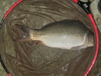 신기 낚시터 유료낚시터 > 8월 첫 주 신기낚시터 조황정보 안내 : 낚시사랑