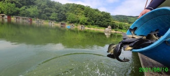 양평수곡낚시터 유료낚시터 > 여름휴가 피서 힐링 수곡낚시터 펜션 및 둘째주 월,화 주초 조황, 금일 붕어방류 : 낚시사랑