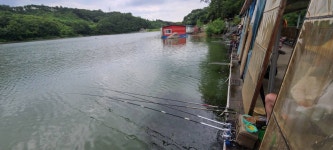 양평수곡낚시터 유료낚시터 > 여름휴가 피서 힐링 수곡낚시터 펜션 및 둘째주 월,화 주초 조황, 금일 붕어방류 : 낚시사랑