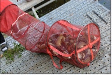 산우물낚시터 유료낚시터 > 멋진 찌올림과 당찬 손맛...풍요로움이 함께하는 산우물낚시터 : 낚시사랑