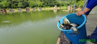 양평수곡낚시터 유료낚시터 > 양평 힐링 수곡낚시터 펜션 8월둘째주 수,목 조황도 꾸준하며 오늘도 붕어방류 완료 : 낚시사랑