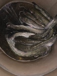 양평대명낚시터 유료낚시터 > 1톤!! 1톤!! 방류 [메기, 향어 잔치] 만찬을 즐깁시다. : 낚시사랑