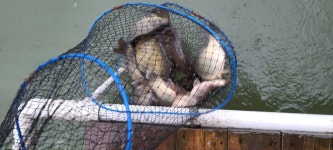 유료터정보 > 유료터점주조황 > 9월의 시작 양평 수곡낚시터 펜션 수,목 주중반 조황 및 오늘 붕어방류 완료