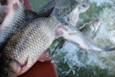 내동지 유료낚시터 > *** 4짜 3연승 *** : 낚시사랑