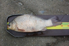 유료터정보 > 유료터점주조황 > *** 제9회 내동배 낚시대회 ***