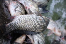 유료터정보 > 유료터점주조황 > *** 제9회 내동배 낚시대회 ***