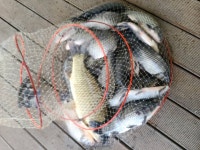 남전지기 유료낚시터 > 주말조황 및 방류소식 : 낚시사랑