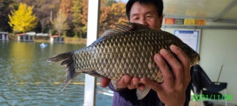 유료터정보 > 유료터점주조황 > 11월 힐링 수곡낚시터 펜션 첫주말 금,토 조황 및 2차 토종붕어 대량방류