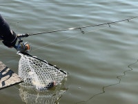 청주황청리낚시터 유료낚시터 > 청주 황청리 낚시터입니다 (송어 루어&플라이) : 낚시사랑