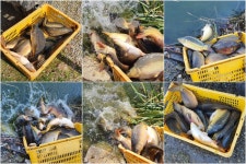 즐거운복상골 유료낚시터 > 새해 복 많이 받으세요~~~ : 낚시사랑