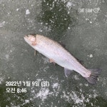 양평그린낚시터 유료낚시터 > 양평 그린낚시터 1/8~9 주말 조황 정보 및 방류 소식 ★산천어방류★ : 낚시사랑