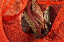 독정낚시터 유료낚시터 > 메기랑 붕어랑~ : 낚시사랑