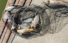 유료터정보 > 유료터점주조황 > 월척마릿수퍼레이드 이천성호낚시터 3월29일 조황정보.