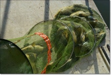 산우물낚시터 유료낚시터 > 멋진 찌올림과 당찬 손맛...풍요로움이 함께하는 산우물낚시터 : 낚시사랑