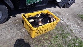 큰골낚시터 유료낚시터 > 안녕하십니까? 큰골입니다~~~ : 낚시사랑