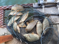 삼인낚시터 유료낚시터 > 가깝고 물좋고 경치 좋은곳~~!!-용인삼인낚시터- : 낚시사랑