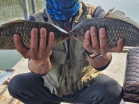 송전집좌대 유료낚시터 > 이동지(송전지) 송전 좌대(송전집) 조황정보 : 낚시사랑