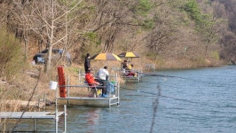 양평수곡낚시터 유료낚시터 > 봄붕어 양평 수곡낚시터 4월둘째 주말 조황 및 붕어방류 : 낚시사랑