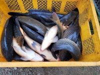 한터낚시터. 유료낚시터 > 한터 낚시터 2022년 4월13일 1~2~3호지 잉어대량 방류했습니다. : 낚시사랑