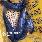한터낚시터. 유료낚시터 > 한터 낚시터 2022년 4월13일 1~2~3호지 잉어대량 방류했습니다. : 낚시사랑