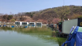 즐거운복상골 유료낚시터 > 벚꽃은 지고,이번주부터는 복상꽃 만발입니다~~~ : 낚시사랑